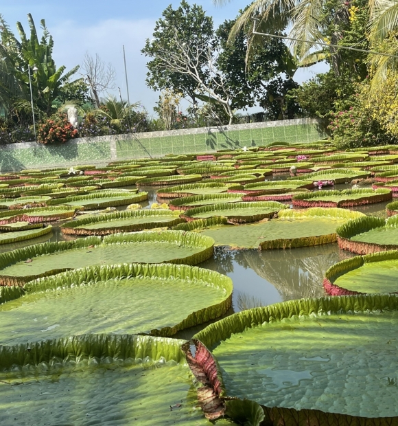 Tour Đồng Tháp Chùa Lá Sen, Gáo Giồng 2 Ngày 1 Đêm